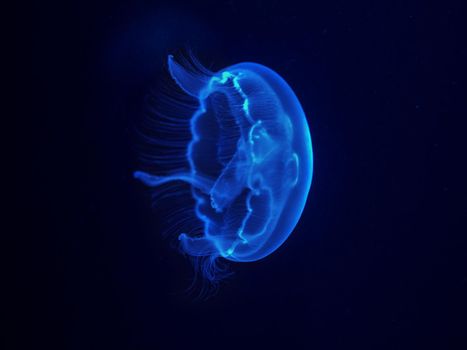 blue jellyfish on a black background close-up.