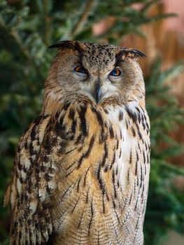 Owl with funny owl eyes on the tree