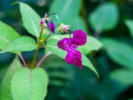 Pink blossom of Impatiens glandulifera flower