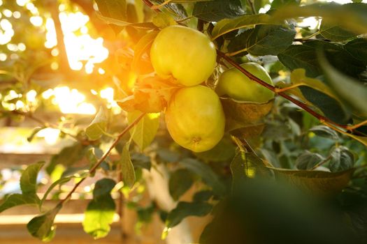 Shiny delicious apples hanging from a tree