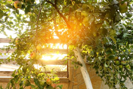 Shiny delicious apples hanging from a tree