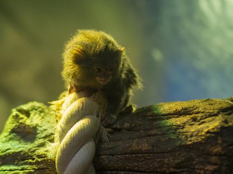 Little monkey on a tree at the zoo. Pygmy marmoset.