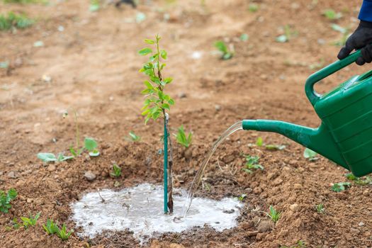 Gardener using a watering can to water a sapling of pear tree