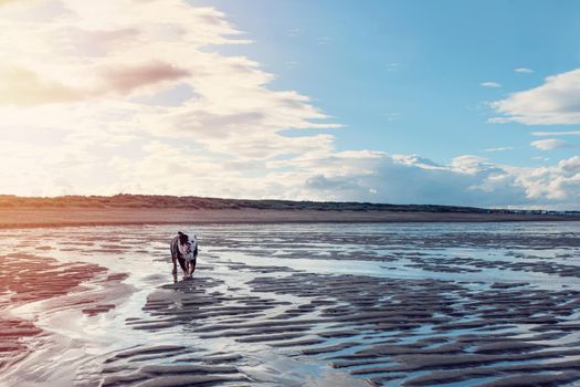 Black tri-color english british Bulldogs walking on seaside at sunse in summer