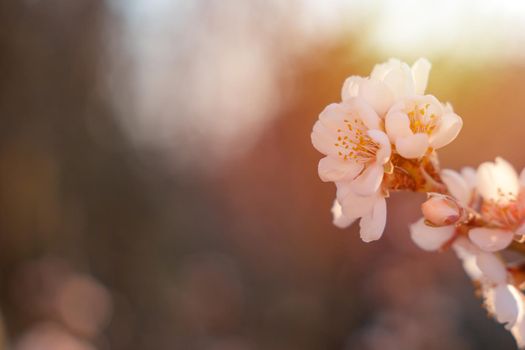 Flowers of the almond tree against the sunset. Beautiful nature scene with blooming tree and sun flare. Spring flowers. Beautiful Orchard. Springtime Space for text.