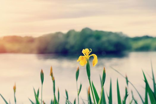 Yellow irise in green grass near a lake at sunset