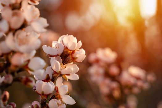 Flowers of the almond tree against the sunset. Beautiful nature scene with blooming tree and sun flare. Spring flowers. Beautiful Orchard. Springtime Space for text.