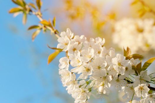 White Cherry blossom in the spring warm day. Beautiful nature scene with blooming tree and sun flare. Spring flowers. Beautiful Orchard. Springtime