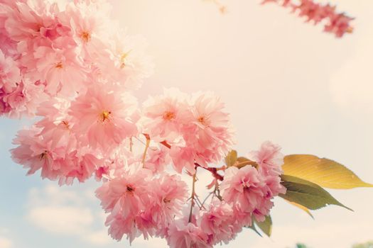Flowers of the cherry tree against the sunset. Beautiful nature scene with blooming tree and sun flare. Spring flowers. Beautiful Orchard. Springtime