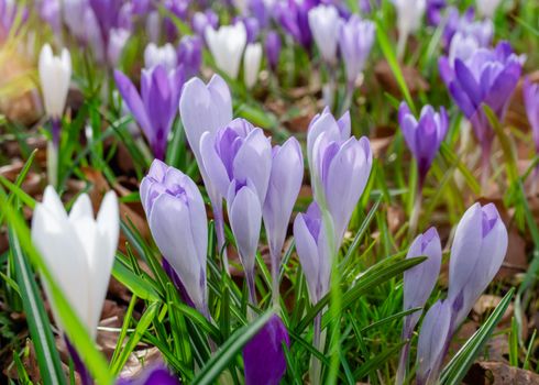 Beautiful crocuses on green grass on the sunny spring day. High quality photo