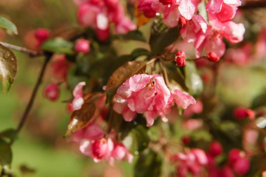 Pink flowers of blooming Apple trees close-up. Flowering Apple trees after the rain. Raindrops on the leaves.