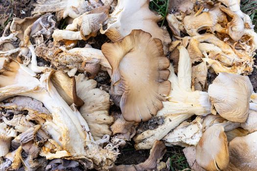 Photographic background with chopped mushrooms. Crumpled mushrooms on the lawn.