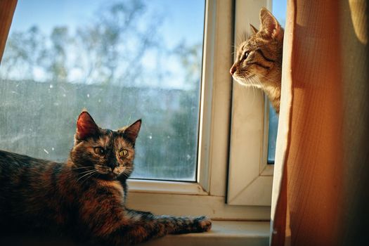 Lazy pet lies under sun's rays. Striped curious cat looks out from curtain and looks out window at street. Two cute fluffy cats on windowsill.