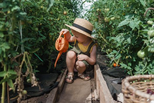 A little girl in a straw hat is picking tomatoes in a greenhouse. Harvest concept. Watering plants with water, caring for tomatoes.