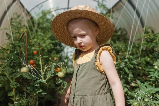 A little girl in a straw hat is picking tomatoes in a greenhouse. Harvest concept.