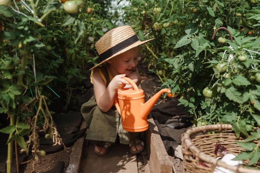 A little girl in a straw hat is picking tomatoes in a greenhouse. Harvest concept. Watering plants with water, caring for tomatoes.