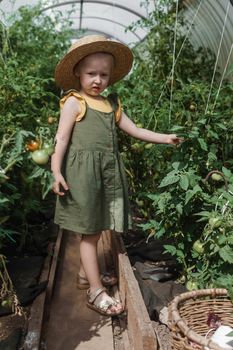 A little girl in a straw hat is picking tomatoes in a greenhouse. Harvest concept.