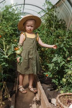 A little girl in a straw hat is picking tomatoes in a greenhouse. Harvest concept.