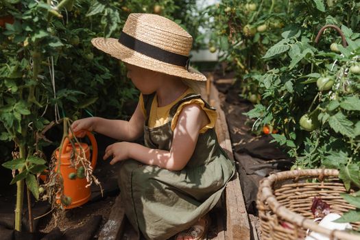 A little girl in a straw hat is picking tomatoes in a greenhouse. Harvest concept. Watering plants with water, caring for tomatoes.