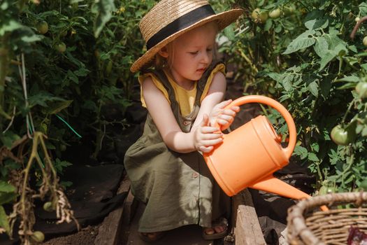 A little girl in a straw hat is picking tomatoes in a greenhouse. Harvest concept. Watering plants with water, caring for tomatoes.