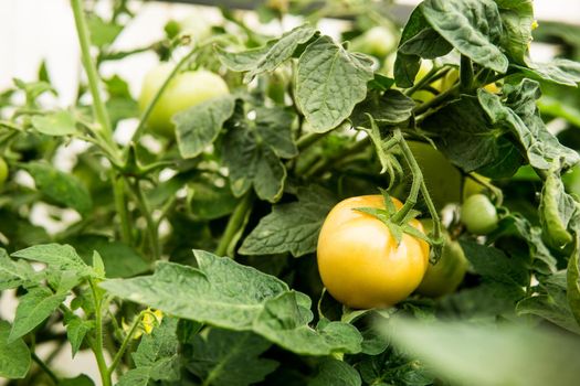 Tomatoes are hanging on a branch in the greenhouse. The concept of gardening and life in the country.