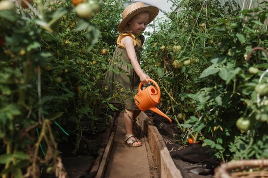 A little girl in a straw hat is picking tomatoes in a greenhouse. Harvest concept. Watering plants with water, caring for tomatoes.