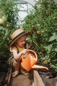 A little girl in a straw hat is picking tomatoes in a greenhouse. Harvest concept. Watering plants with water, caring for tomatoes.