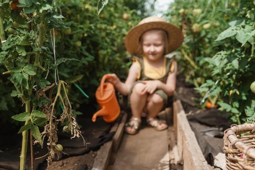 A little girl in a straw hat is picking tomatoes in a greenhouse. Harvest concept. Watering plants with water, caring for tomatoes.