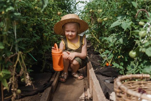 A little girl in a straw hat is picking tomatoes in a greenhouse. Harvest concept. Watering plants with water, caring for tomatoes.