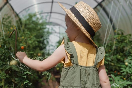 A little girl in a straw hat is picking tomatoes in a greenhouse. Harvest concept.