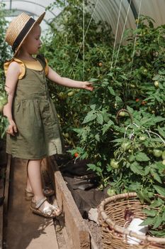 A little girl in a straw hat is picking tomatoes in a greenhouse. Harvest concept. Watering plants with water, caring for tomatoes.