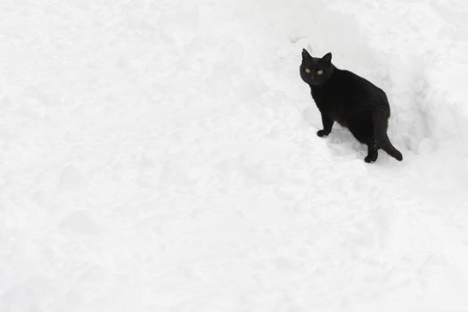 a black cat walks along a snowy path. everything is snow-covered and clean. the cat turns around and looks at the camera