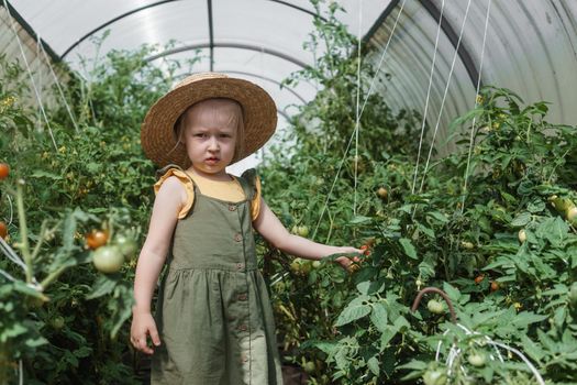 A little girl in a straw hat is picking tomatoes in a greenhouse. Harvest concept.