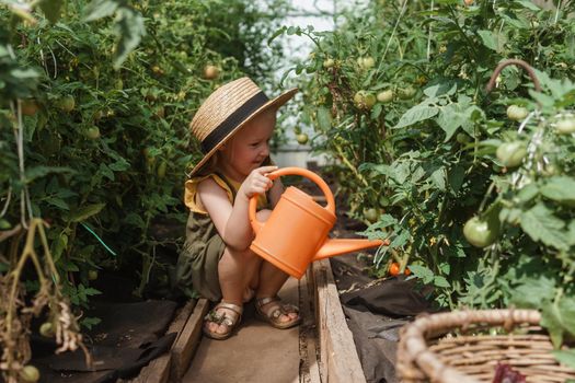 A little girl in a straw hat is picking tomatoes in a greenhouse. Harvest concept. Watering plants with water, caring for tomatoes.