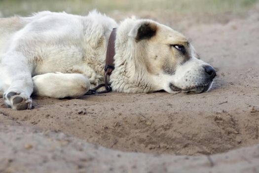 Asian shepherd dog sleeping peacefully on sand bed after digging his own space.