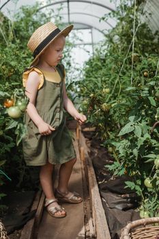 A little girl in a straw hat is picking tomatoes in a greenhouse. Harvest concept.