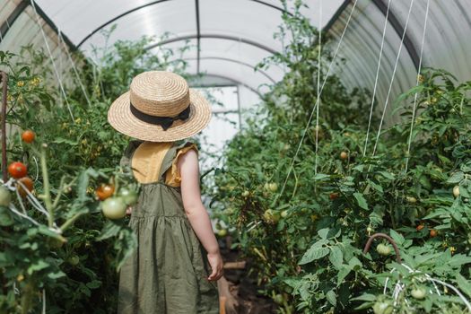 A little girl in a straw hat is picking tomatoes in a greenhouse. Harvest concept.