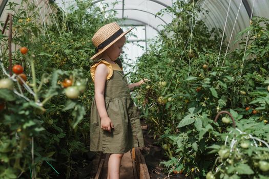 A little girl in a straw hat is picking tomatoes in a greenhouse. Harvest concept.