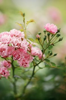 Beautiful Pink Polyantha Rose also known as Fairy Rose blooming in the garden. The photo is suitable for use as a gift card, there is free space for text.