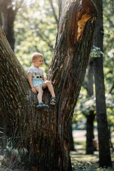 Portrait of cute kid boy sitting on the big old tree on sunny day.
