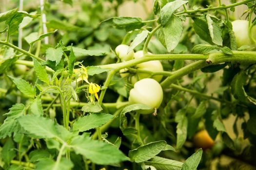 Tomatoes are hanging on a branch in the greenhouse. The concept of gardening and life in the country.