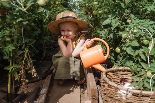 A little girl in a straw hat is picking tomatoes in a greenhouse. Harvest concept. Watering plants with water, caring for tomatoes.