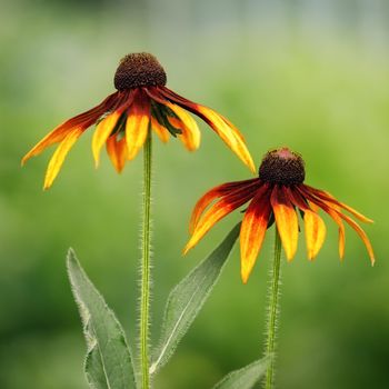 Black eyed susan yellow rudbeckia flowers. Square photo.