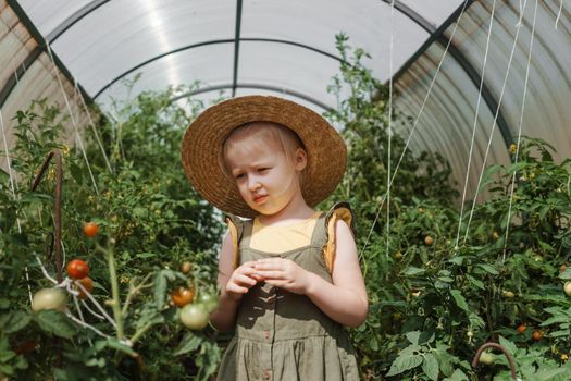 A little girl in a straw hat is picking tomatoes in a greenhouse. Harvest concept