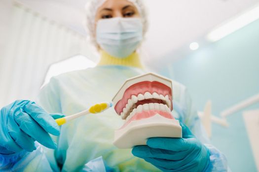 A model of a human jaw with teeth and a toothbrush in the dentist's hand.