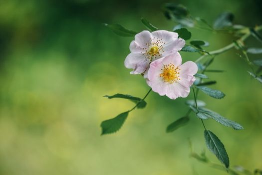 Dog rose Rosa canina pink flowers. Beautiful green bokeh background, copy space