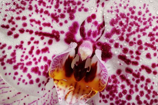 Beautiful spotted orchid flower blooming at rainy season in close up