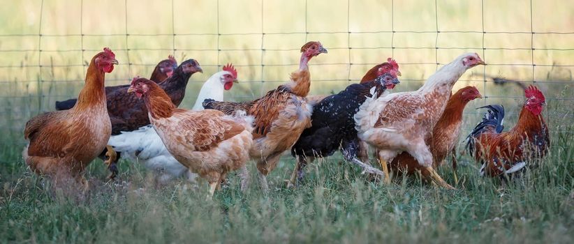 Chickens in a grass in the village against sun photos. A free range chicken hens walking in a garden. Panoramic photo