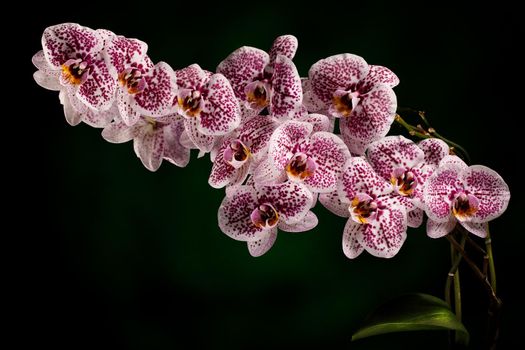 Pink Dalmatian orchid branch isolated on dark green background. Free space for text in the photo.