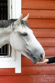 The gray horse comes out the window of the stables, eating food from the girl's hand. Photo of the head profile of a eating horse.